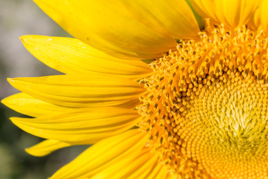 yellow sunflower close up amazing detail