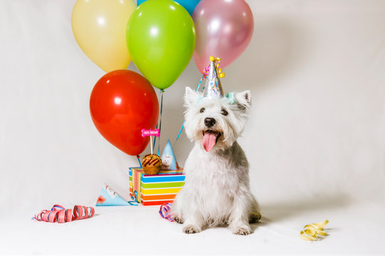 westi dog sitting on a white background decorated birthday yawning