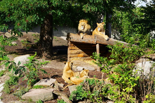 A majestic lion and his lioness at the Copenhagen Zoo
