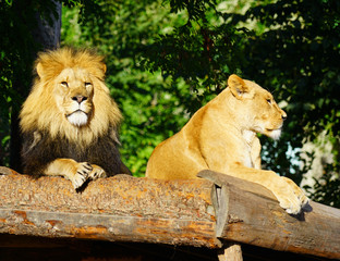 A majestic lion and his lioness at the Copenhagen Zoo