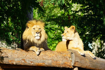 A majestic lion and his lioness at the Copenhagen Zoo