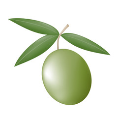 nature olive illustration