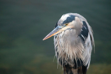 Great Blue Heron close up in the early morning in Morro Bay on the central coast of California United States