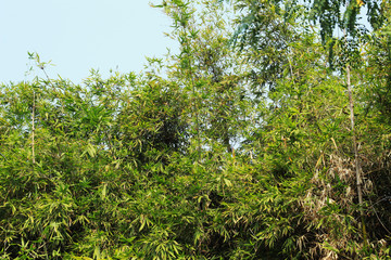 bamboo tree background