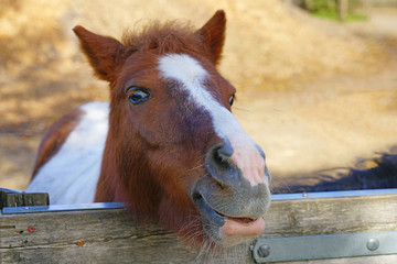 Fototapeta premium A horse peeking its head above a wooden fence