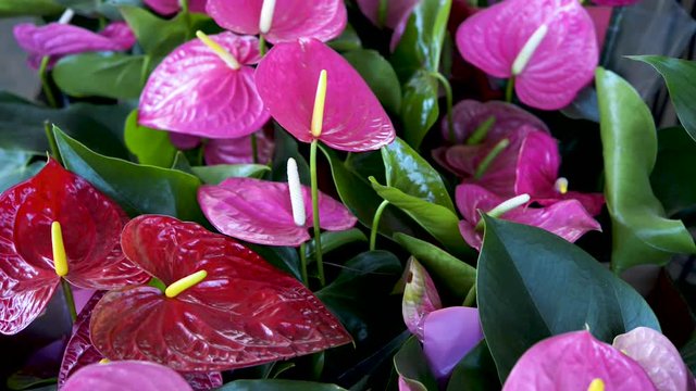 Beautiful pink and red garden anthuriums. Panoramic plane tilt up