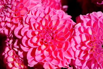 Bright bunches of colorful pompom dahlia flowers at the market