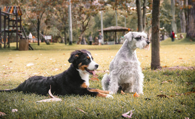  two dogs on the grass