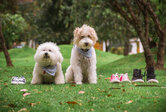 two dogs sitting on the grass next to shoes