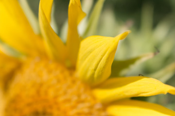 sunflower with one petal in focus