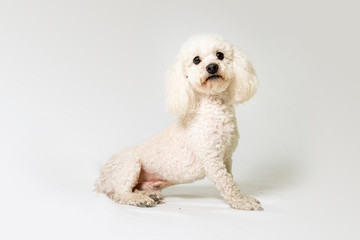 poodle dog sitting in a white studio