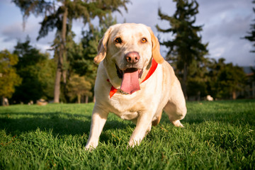  labrador dog sitting on the grass with his tongue out