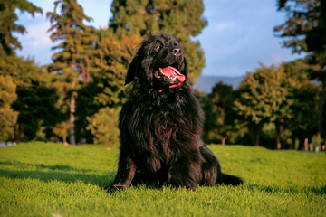 newfoundland dog sitting on the grass with his tongue out