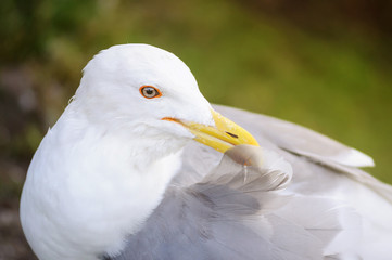 Seagull cleans feathers