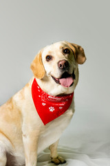 labrador dog with his tongue out and turning his head with a scarf around his neck