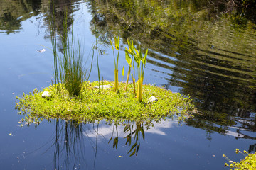 A Floating Reflection