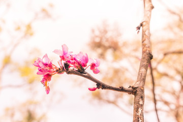 flower on tree blurred background beautiful bright photo