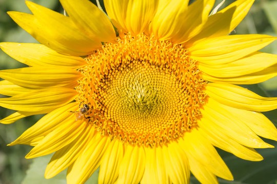 bee on closeup sunflower