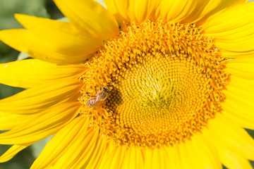 bee on sunflower, pretty