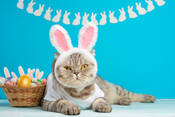 Cute cat, Easter composition. Cat as a rabbit, background for Easter
