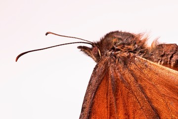Moth on white background