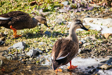 Two Spot-Billed Ducks are on the feed in frozen waterside.