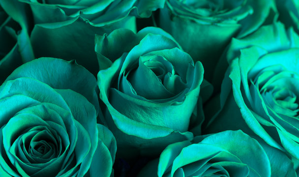 Close Up View of Teal Roses