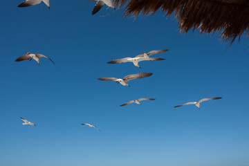 gulls birds flying