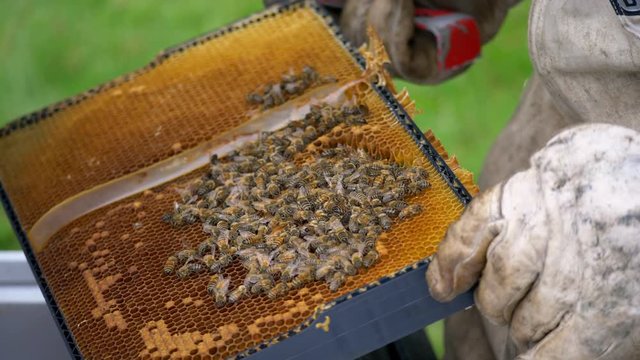 Beekeeper checking beehive frame for disease in apiary, CLOSE UP