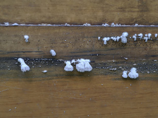 Close up of Schizophyllum commune mushrooms on wood