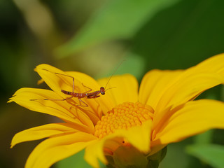 Yellow Mexican sunflower