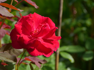 red of damask rose flower.