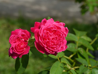 Dark pink of Damask Rose flower.