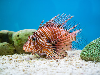 Lionfish or devil firefish swimming on a blue background