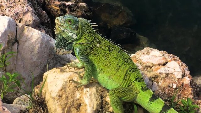 A green iguana is posing on the rock in Curacao.