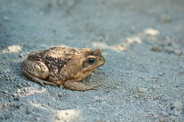 Giant neotropical toad