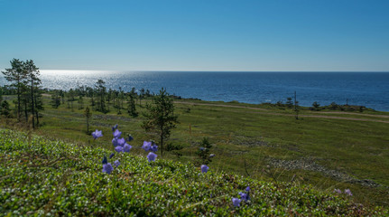 Blue wild flowers and pine trees on the shore of the White Sea
