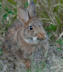 Somethig Bunny Happened today!