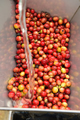 Coffee beans,In the ferment and wash method of wet processing