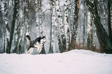 Siberian Husky Dog Funny Running Outdoor In Snowy Forest At Wint