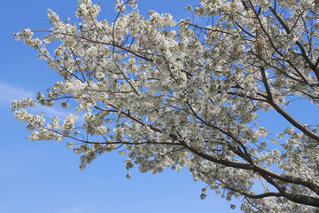 桜と青空、バックグラウンド