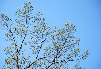Fototapeta premium low angle view of spring tree branch