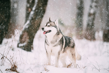 Siberian Husky Dog Walking Outdoor In Snowy Field At Winter Day