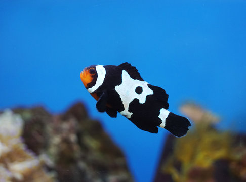 Black And White Clownfish In The Coral Reef