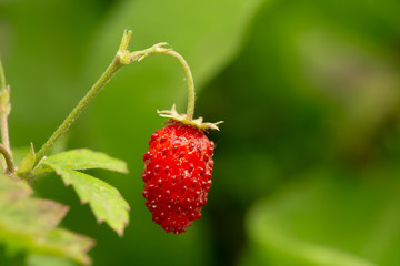 Red Fragaria Or Wild Strawberry. Growing Organic Wild Strawberry
