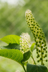Phytolacca Americana, The American Pokeweed Or Simply Pokeweed W
