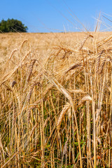 The field of wheat ears under the clear blue sky. Edges of the field leave far for the horizon