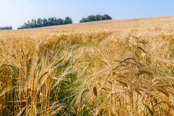 The field of wheat ears under the clear blue sky. Edges of the field leave far for the horizon