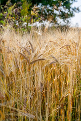 The field of wheat ears under the clear blue sky. Edges of the field leave far for the horizon