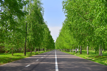 Cyclinng hiking running path road way in the summer park